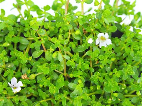 Brahmi Bacopa Monnieri Plant - Brain Mind Article