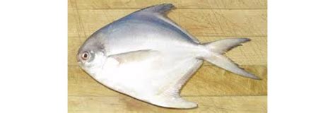 Fish Pampus argenteus (White pomfret). | Download Scientific Diagram