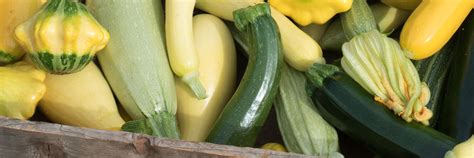 Planting and Growing Summer Squash – David's Garden Seeds®