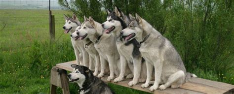 Training Siberian Husky | Obedience | Tips | Potty