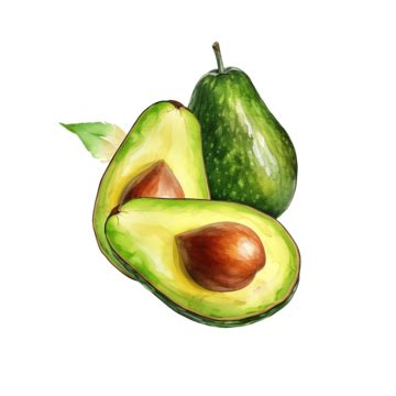 Avocado Isolated On Watercolor Painting Style, Avocado Watercolor ...