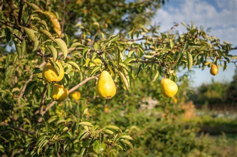 Pear Tree Leaf Curl: A Full List of Causes - The Practical Planter