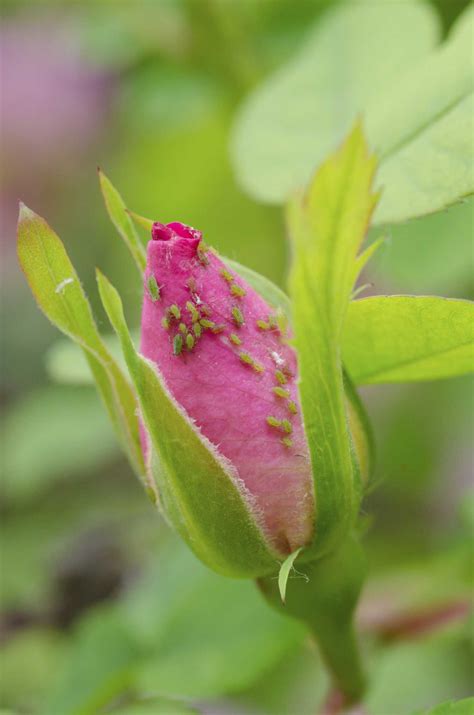 How to Kill Little Bugs in My Garden Without Harming the Plants