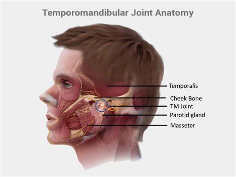 Temporomandibular Joint Anatomy - Orofacial Therapeutics