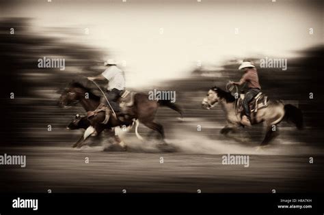 Cowboys roping cattle, Hebbronville, Texas Stock Photo - Alamy