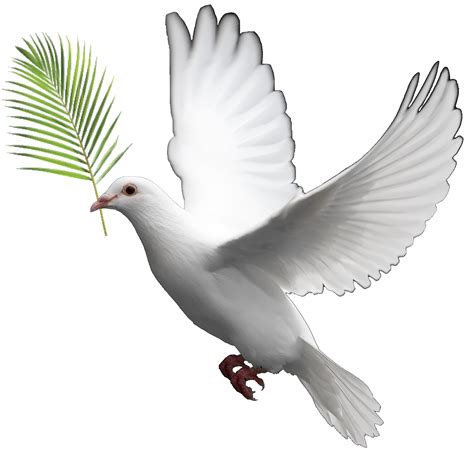 Domestic pigeon Columbidae Doves as symbols Clip art - DOVES png download - 1722*1662 - Free ...