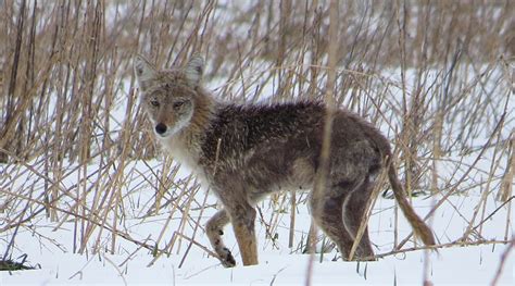 Coyote Hunting Tips And Techniques - Redneck Blinds