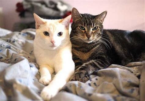 Bonded Cats - How To Tell If Two Cats Are Bonded? | ZooAwesome