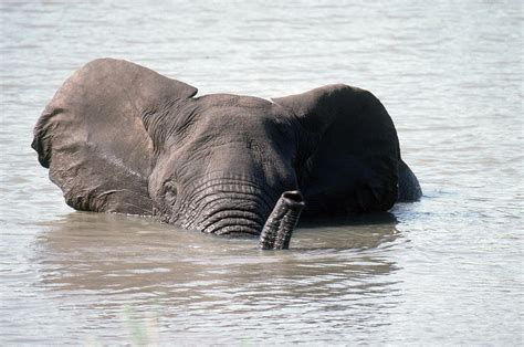 Elephant Swimming Photograph by Gerald C. Kelley - Pixels