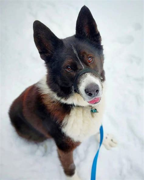 Akita German Shepherd Mix: Info, Pictures, Traits & Facts