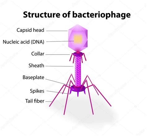 Structure of virus Bacteriophage — Stock Vector © edesignua #13696096