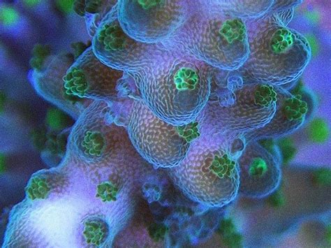 Ingredients for Good Coral Growth and Color