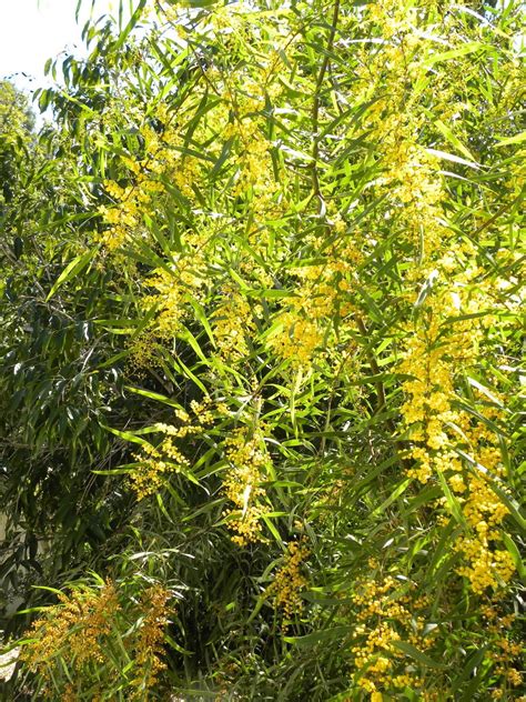 Australian Golden Wattle (Acacia pycnantha), photo file, #1619906 ...