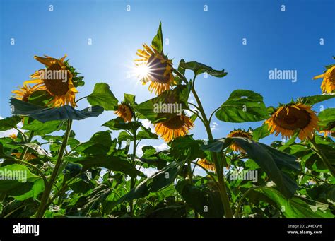 The sun shining through the flowers of sunflowers Stock Photo - Alamy