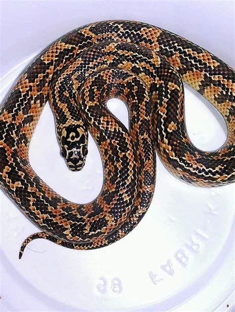 Mosaic Florida King Snake | Florida king snake, Snake, Pets