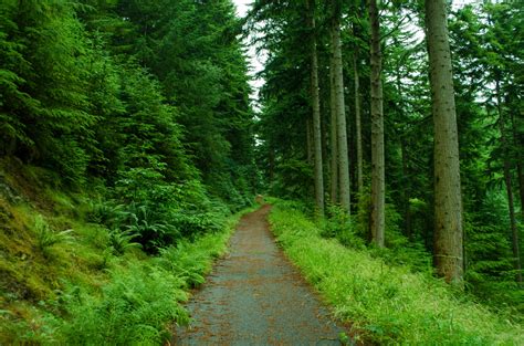 Path Through The Forest Free Stock Photo - Public Domain Pictures