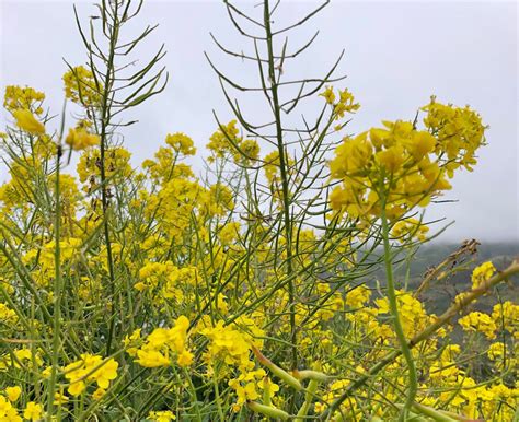 Wild Mustard Identification - Foraging For Common Edible Weeds — Good ...