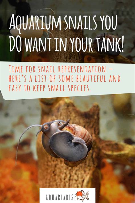 Aquarium Snails You Do Want In Your Tank! - Aquariadise