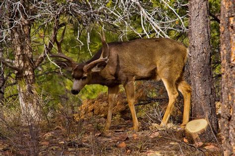 Rocky Mountain Mule Deer, Kaibab National Forest, Az. | Flickr