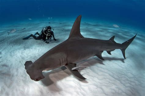 World Record Hammerhead Shark