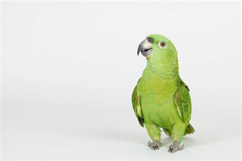 Parrot Life Behaviour and Training | PTA