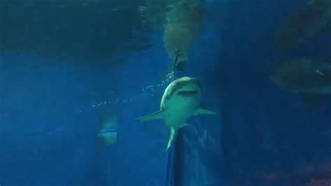 Okinawa Churaumi Aquarium Great White Shark in Captivity - YouTube