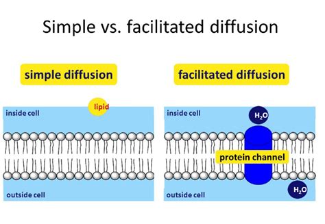 The Difference Between Diffusion And Facilitated Diffusion