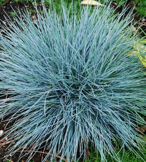 Blue Fescue - Westlake Nursery