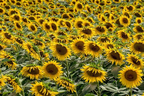 sunflower fields aerial view landscape with drone 17411707 Stock Photo at Vecteezy