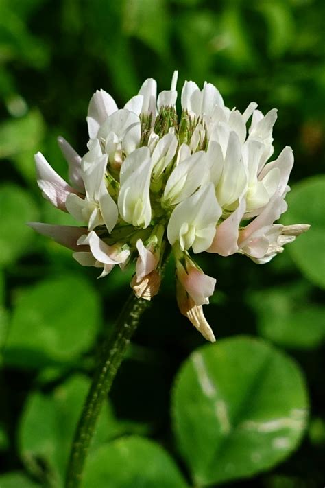 Trifolium repens - Wildflowers of the National Capital Region