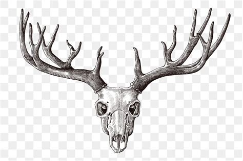 Deer Skull PNG Images | Free Photos, PNG Stickers, Wallpapers & Backgrounds - rawpixel
