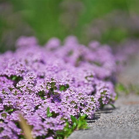 Thyme Lawn: Everything You Need to Know – Seeds of Plenty