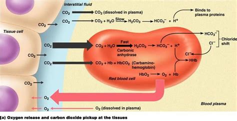 oxygen diffusion from lungs to rbc - Google Search Medical Laboratory Science, Science Humor ...