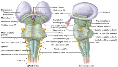 Brain stem anatomy, function, brain stem stroke & brain stem tumor