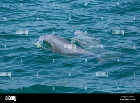 Indo-Pacific Finless Porpoise (Neophocaena phocaenoides) surfacing in ...