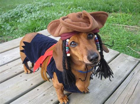 Hot Dog Dachshund Costume | ubicaciondepersonas.cdmx.gob.mx