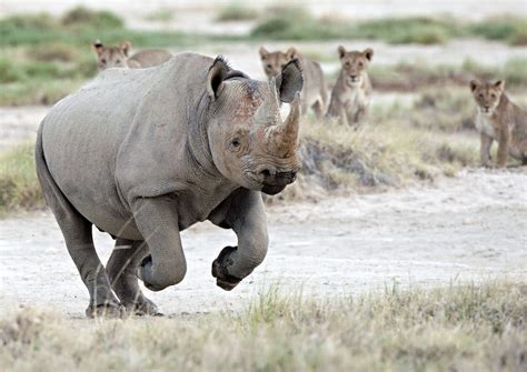 How Fast Can a Rhino Run? It's the Fastest Mammal Weighing Over a Ton