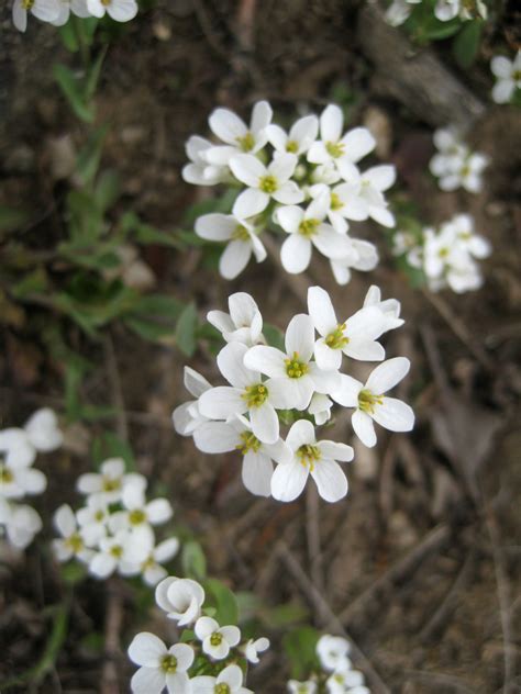 You’re My Candytuft | Wild Food Girl