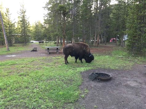 Yellowstone Camping: A Guide to Yellowstone Campgrounds - Trekaroo Family Travel Blog