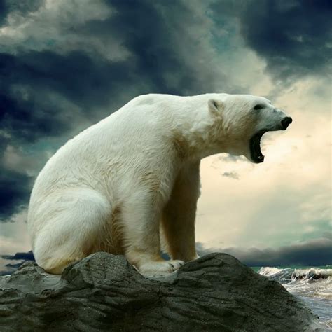 Roaring Polar Bear | Animals | Pinterest | Polar bear, Polar bear wallpaper, Polar bears live