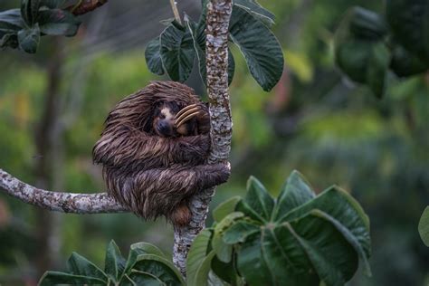 Three-Toed Sloth | Sean Crane Photography