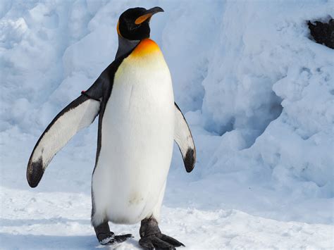 Emperor Penguin Facts - CRITTERFACTS