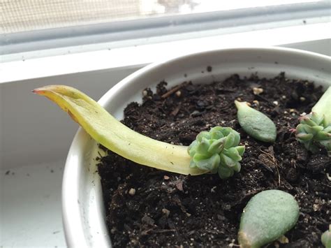 Succulent Leaves Turning Yellow - Asking List