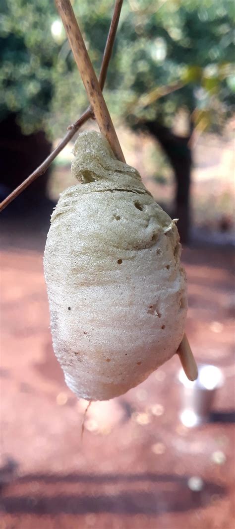 Cocoon formation of silk worm - Free Image by Zoologist diz on PixaHive.com