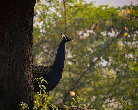 Peacock Indian Feathers - Free photo on Pixabay - Pixabay