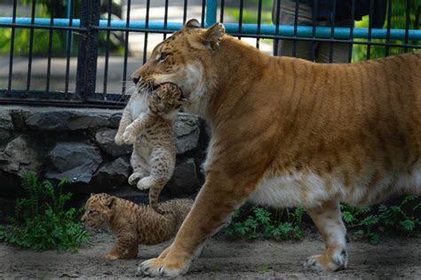 In pictures: Liliger cubs in Russia