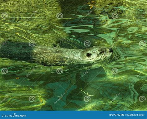 Close-up of Playful North American River Otter Stock Photo - Image of ...