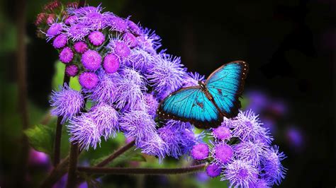 Blue Butterfly Is Sitting On Purple Flowers HD Butterfly Wallpapers | HD Wallpapers | ID #59331