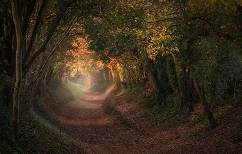 Wallpaper autumn, trees, England, trail, the tunnel, the tunnel, England, West Sussex, West ...