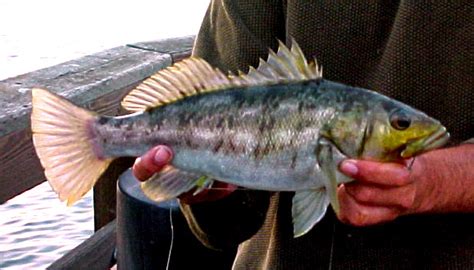 Kelp Bass - Pier Fishing in California